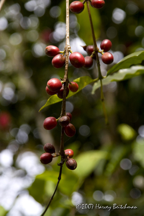 Coffee Beans No-1272.jpg